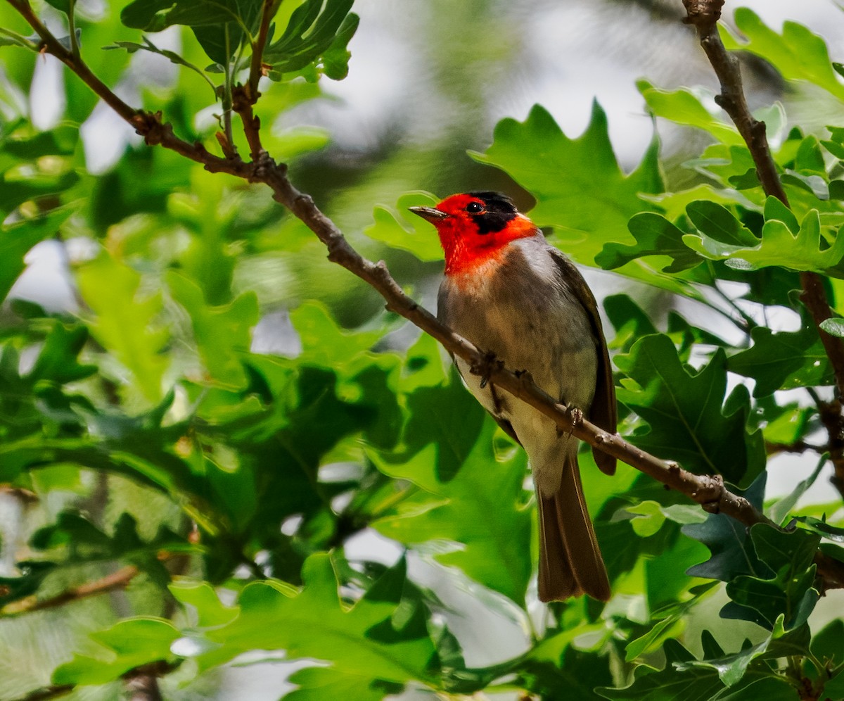 Red-faced Warbler - ML637047812
