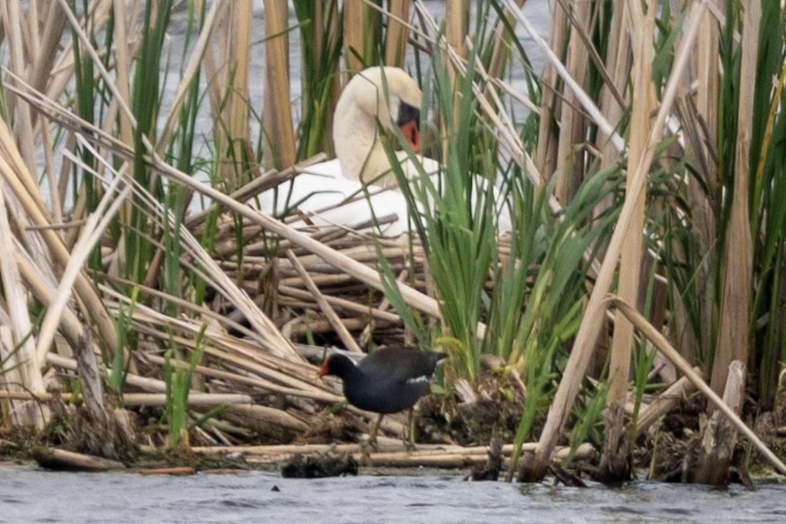 Common Gallinule - ML637047814