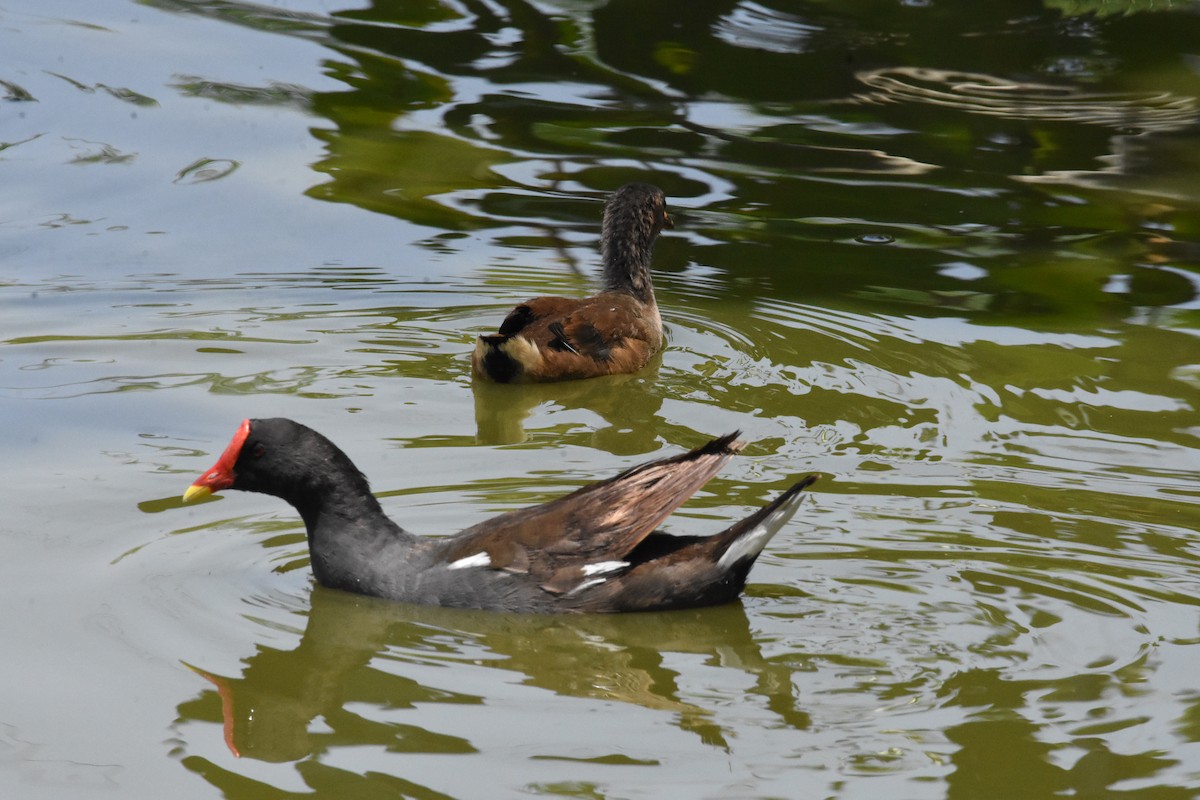 Eurasian Moorhen - ML637047822