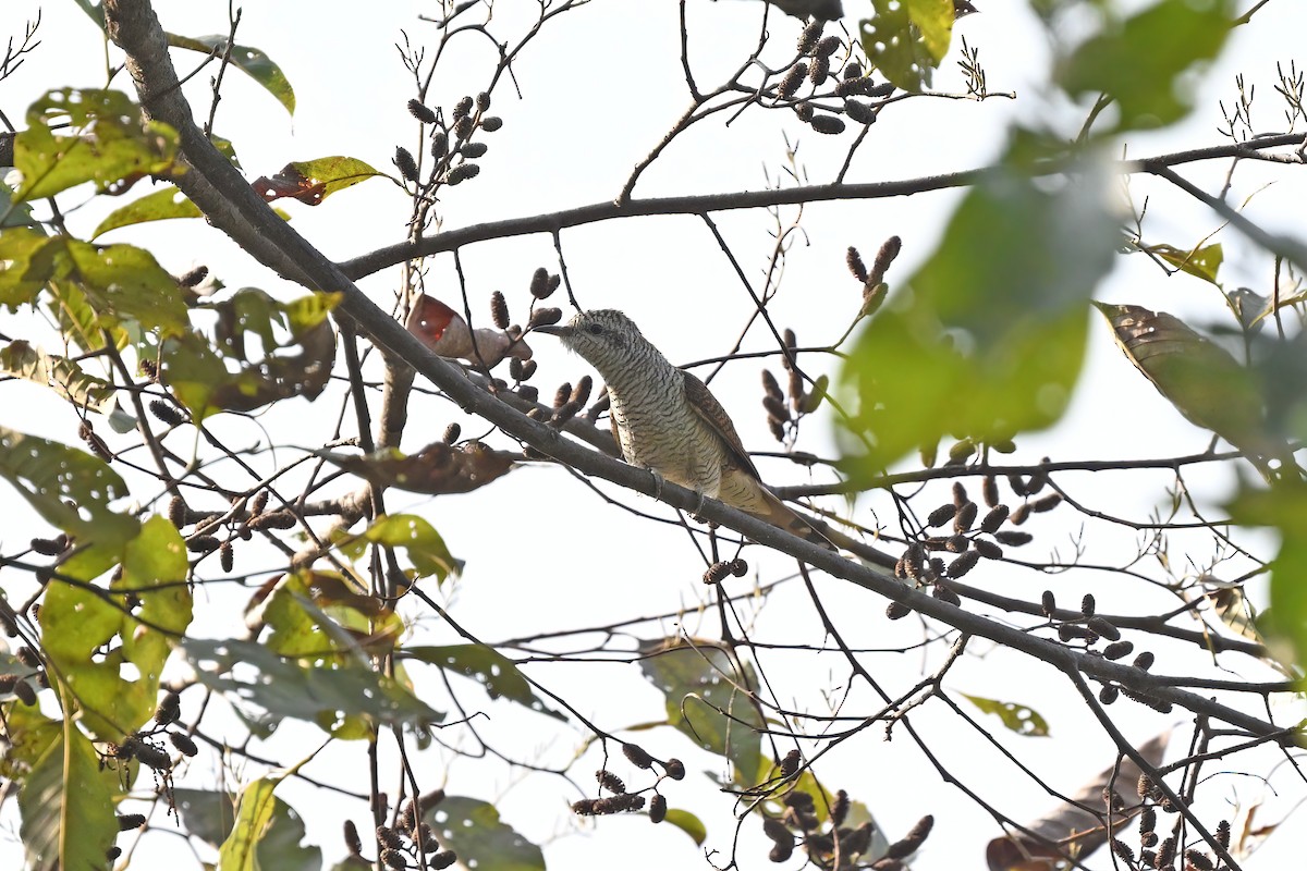 Banded Bay Cuckoo - ML637047823