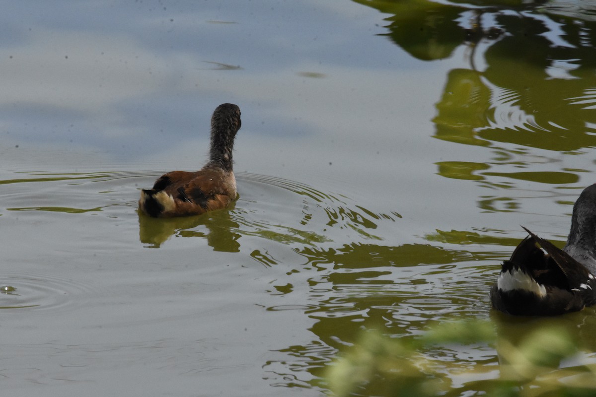 Eurasian Moorhen - ML637047824