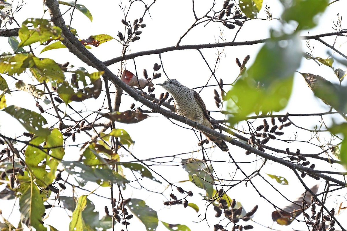 Banded Bay Cuckoo - ML637047825