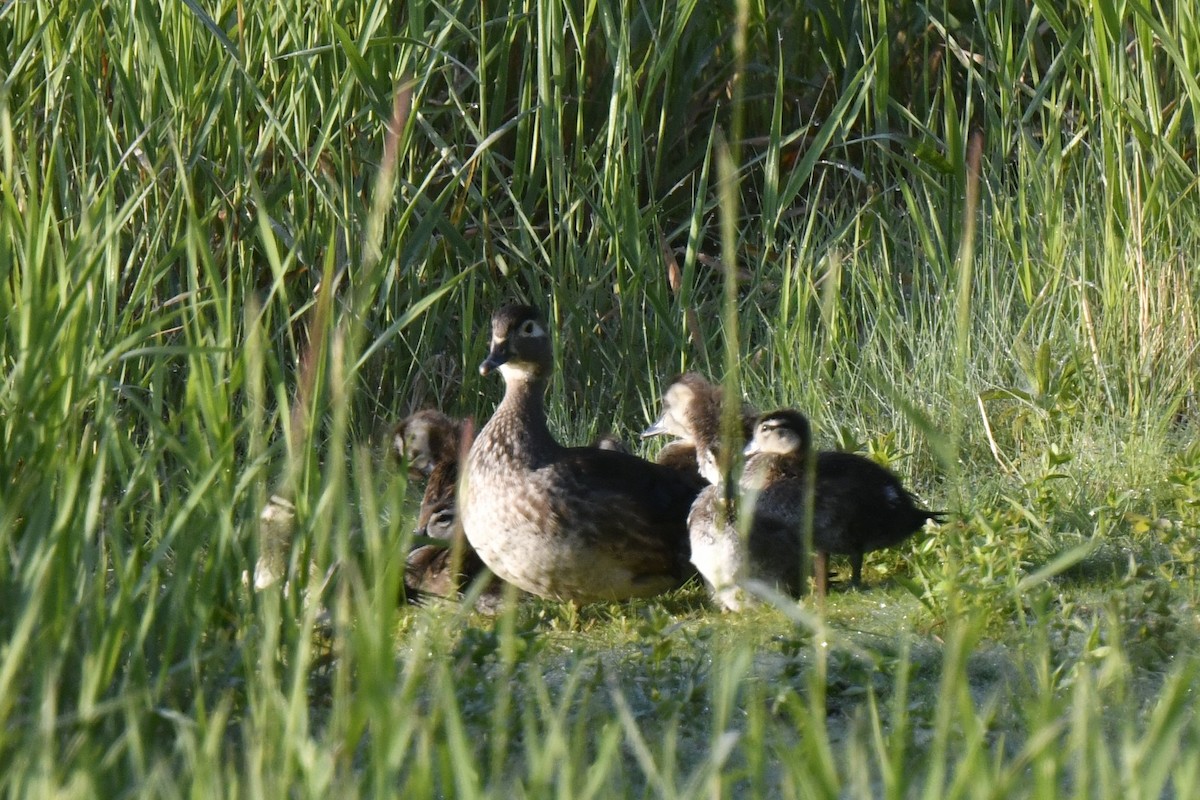 Wood Duck - ML637047826
