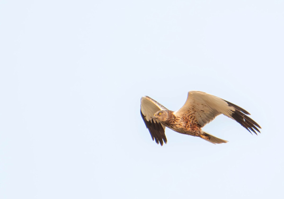 Western Marsh Harrier - ML637047827