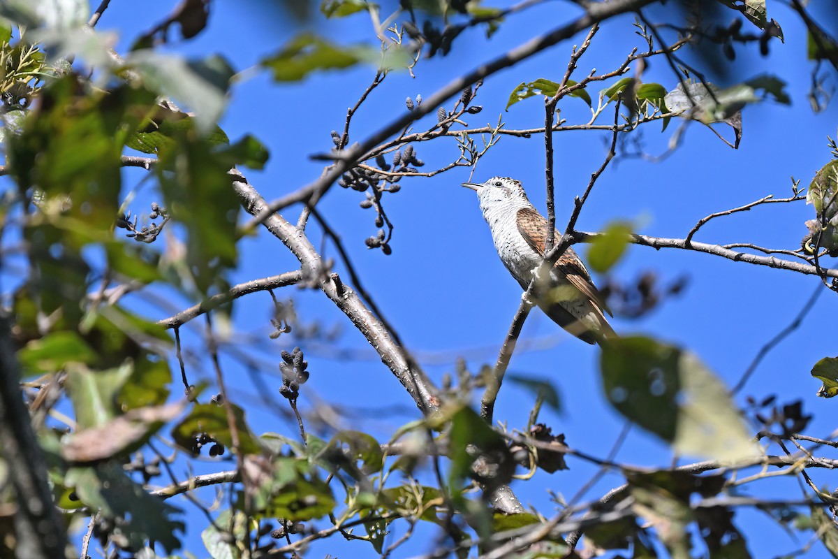 Banded Bay Cuckoo - ML637047828