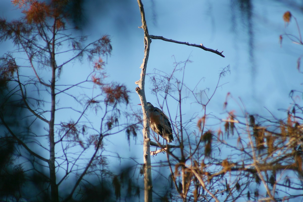 Great Blue Heron - ML637047830