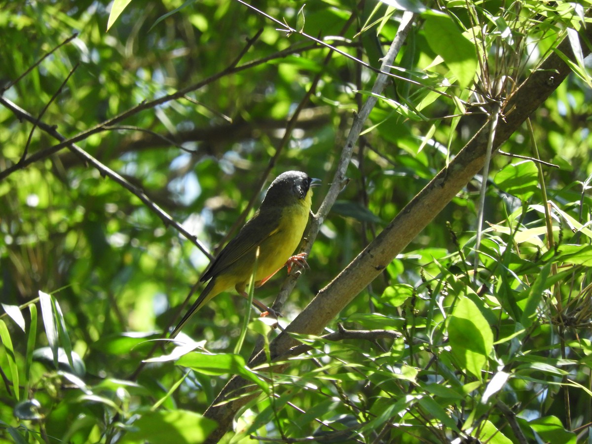 Southern Yellowthroat - ML637047832