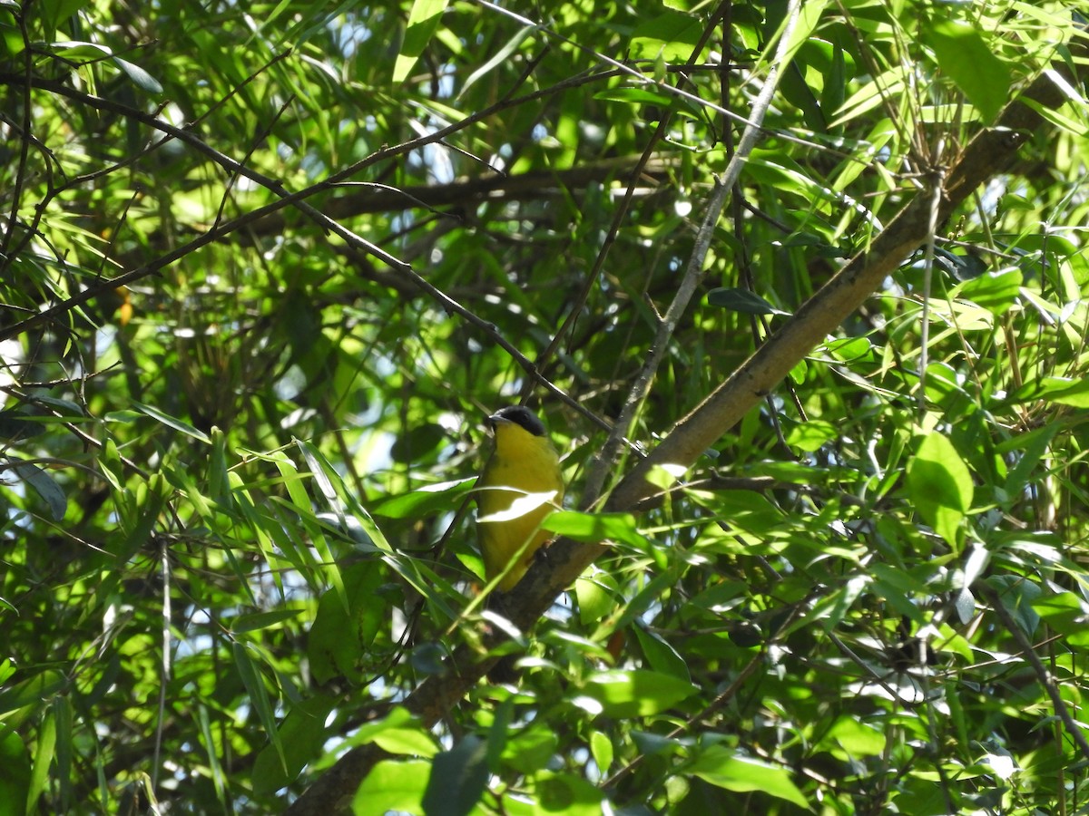Southern Yellowthroat - ML637047833