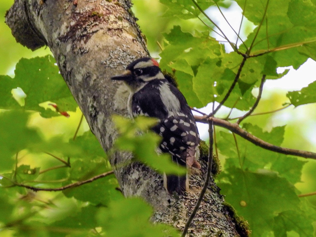 Downy Woodpecker - ML637047834