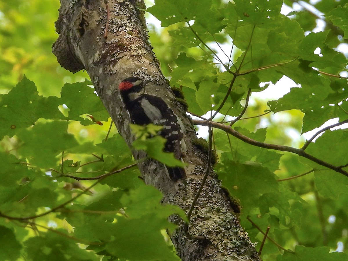 Downy Woodpecker - ML637047835