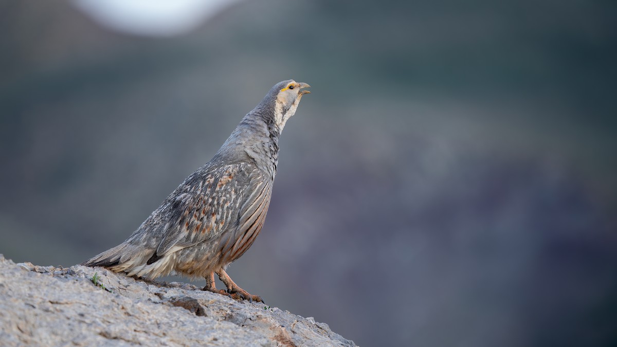 Caspian Snowcock - ML637047894
