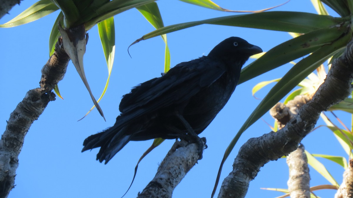 Torresian Crow - ML63704801