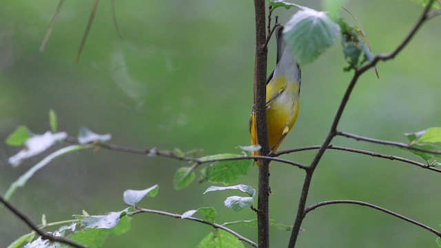 Prothonotary Warbler - ML637048055