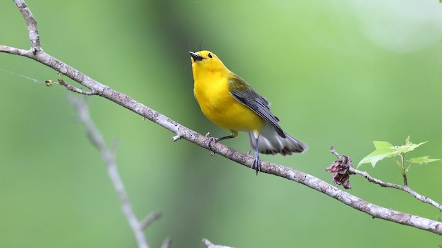 Prothonotary Warbler - ML637048063