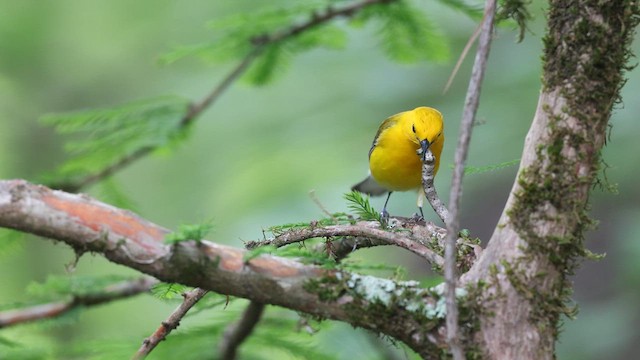 Prothonotary Warbler - ML637048078