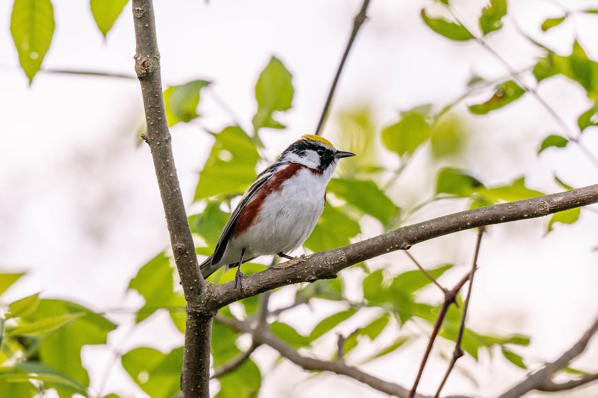 Chestnut-sided Warbler - ML637048081