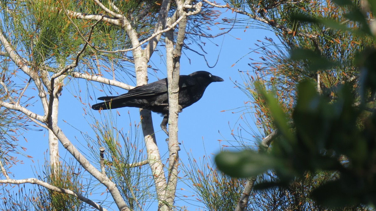 Torresian Crow - ML63704811