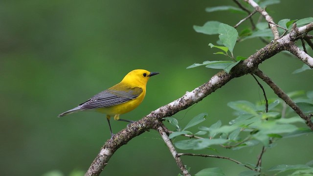 Prothonotary Warbler - ML637048123