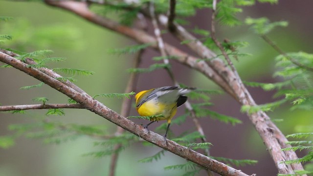 Prothonotary Warbler - ML637048136