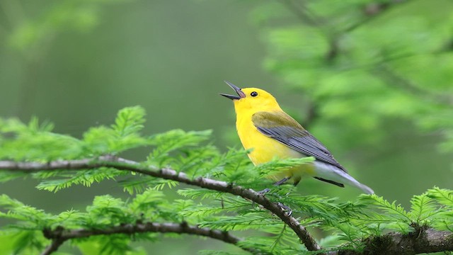 Prothonotary Warbler - ML637048158