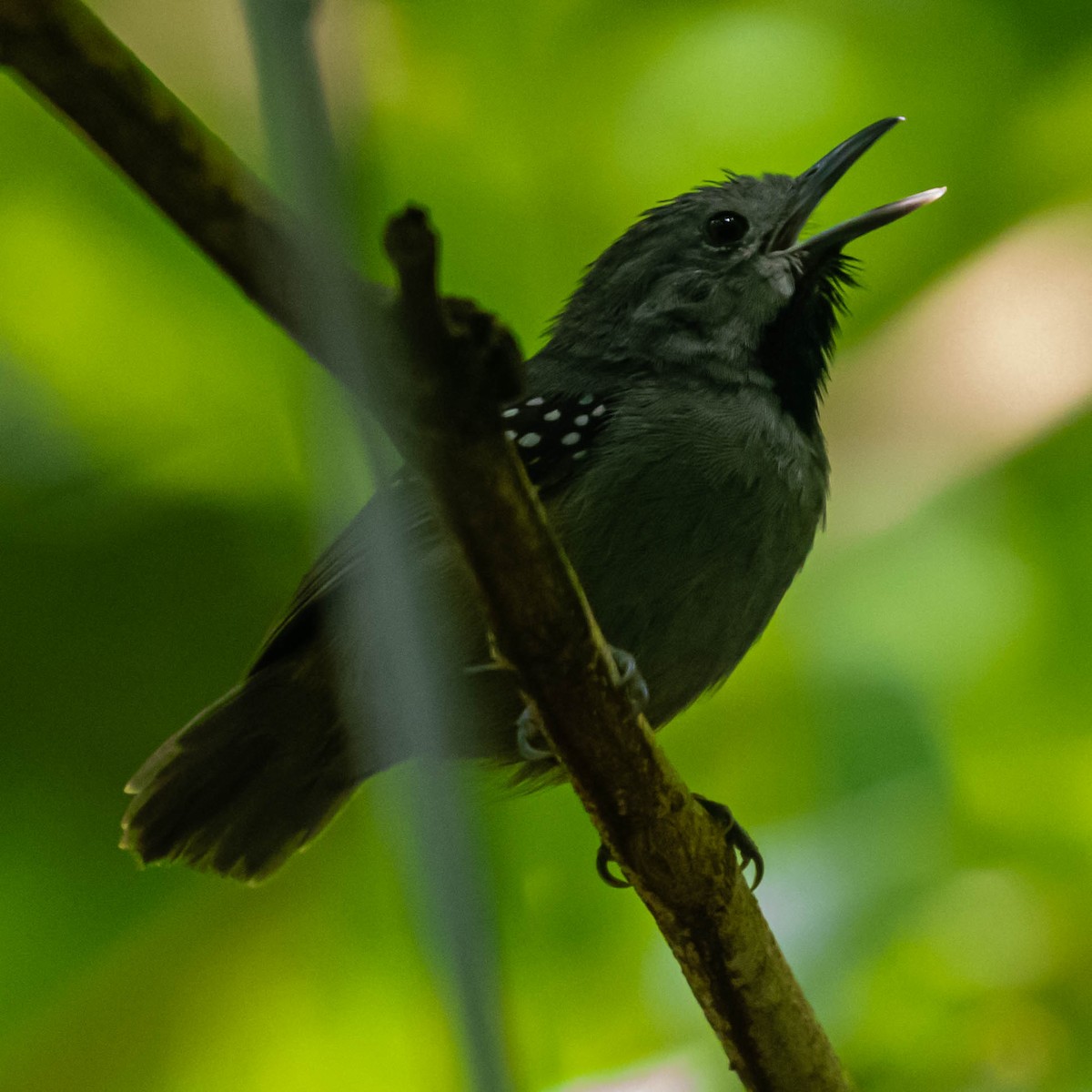 Ornate Stipplethroat - ML637048161