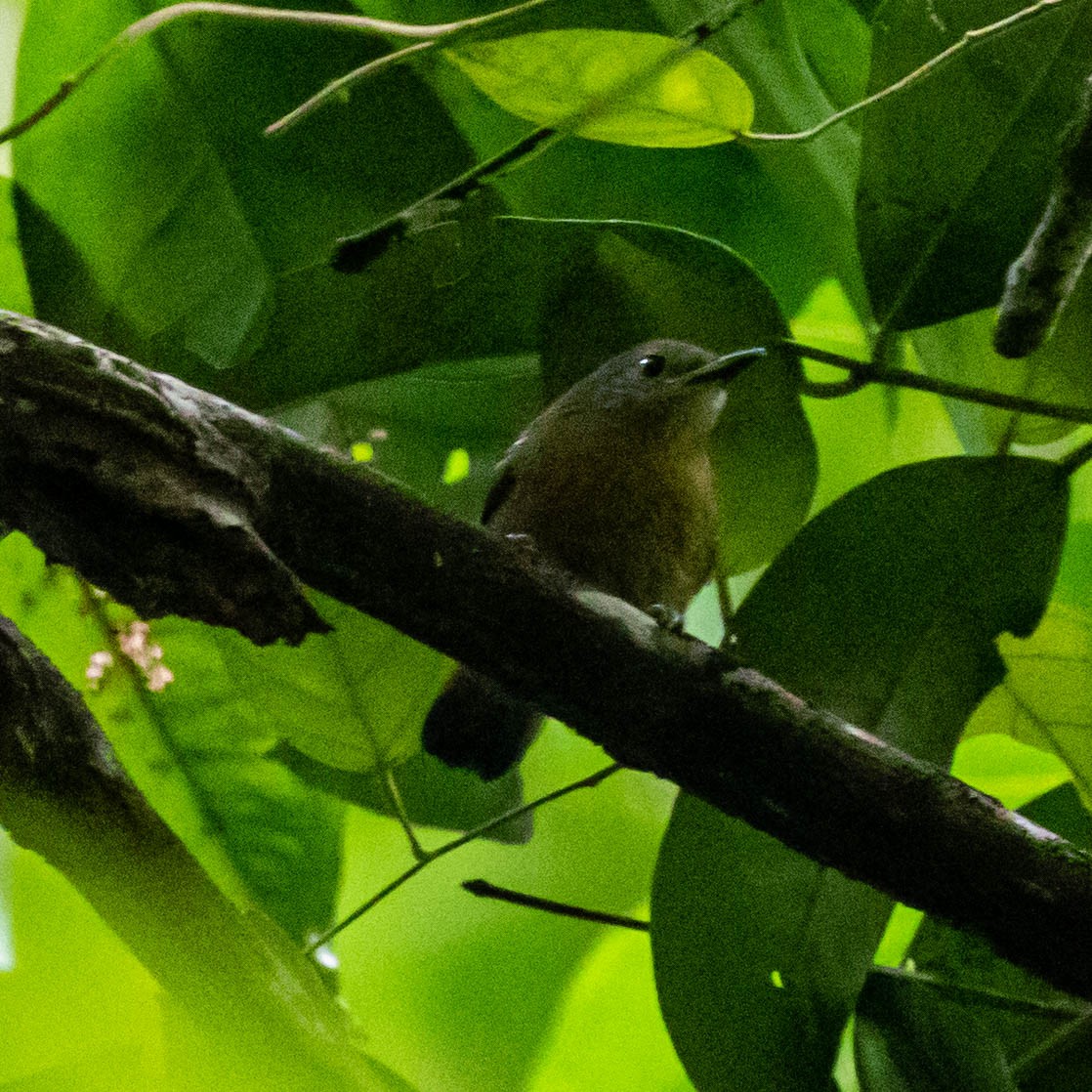 Gray Antwren - ML637048193