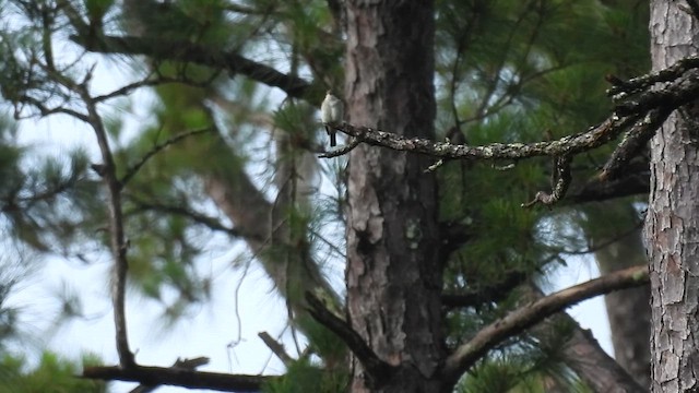Eastern Wood-Pewee - ML637048196