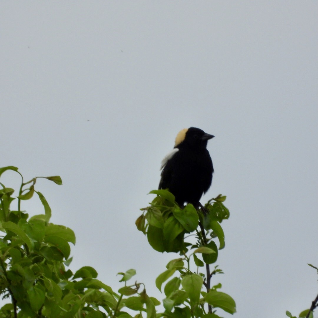 Bobolink - ML637048214