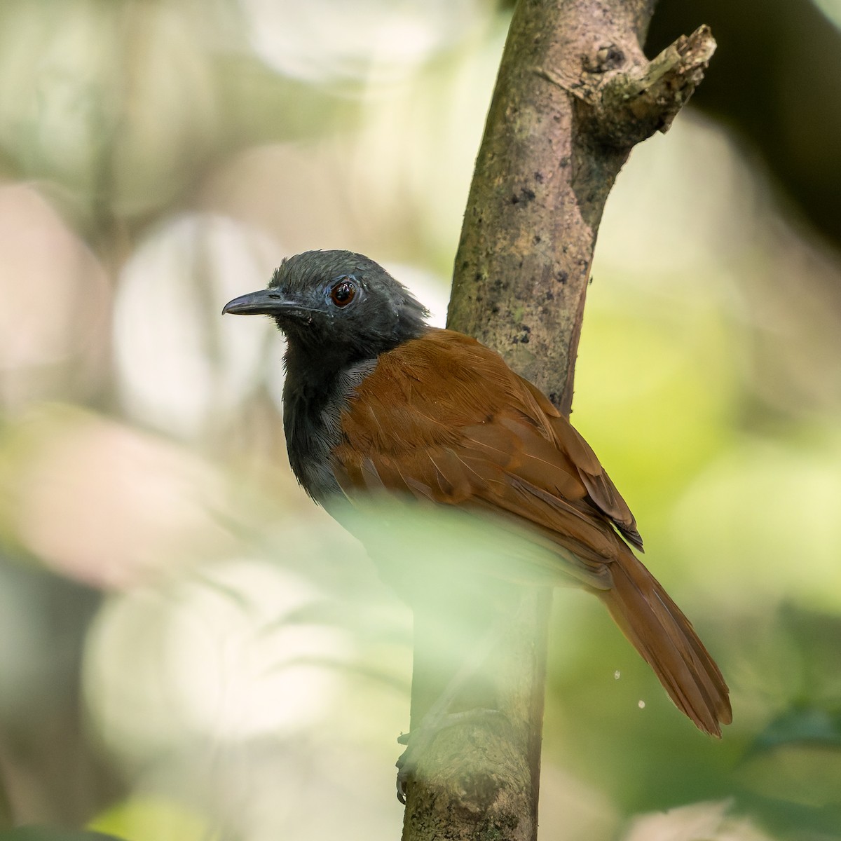 White-bellied Antbird - ML637048250