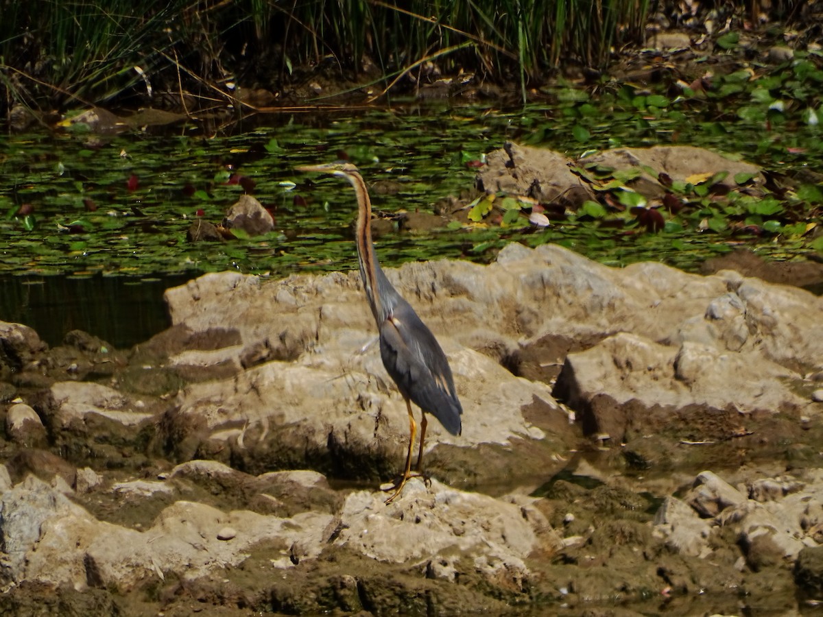Purple Heron - ML637048256