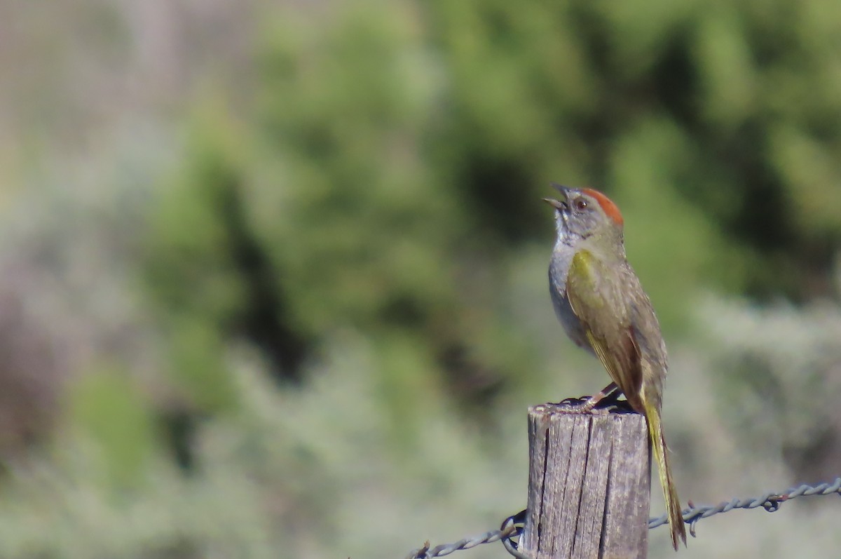 Green-tailed Towhee - ML637048264