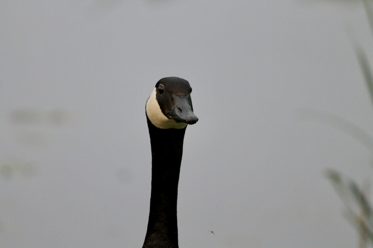 Canada Goose - ML637048267