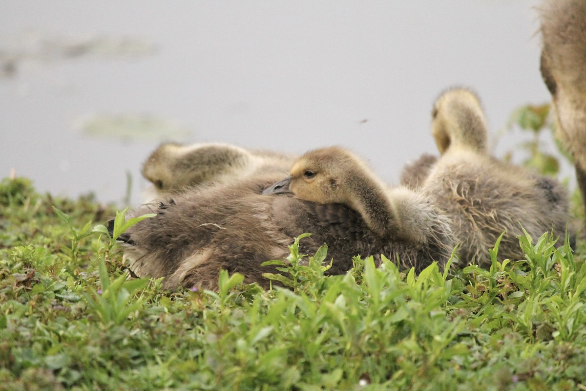 Canada Goose - ML637048268