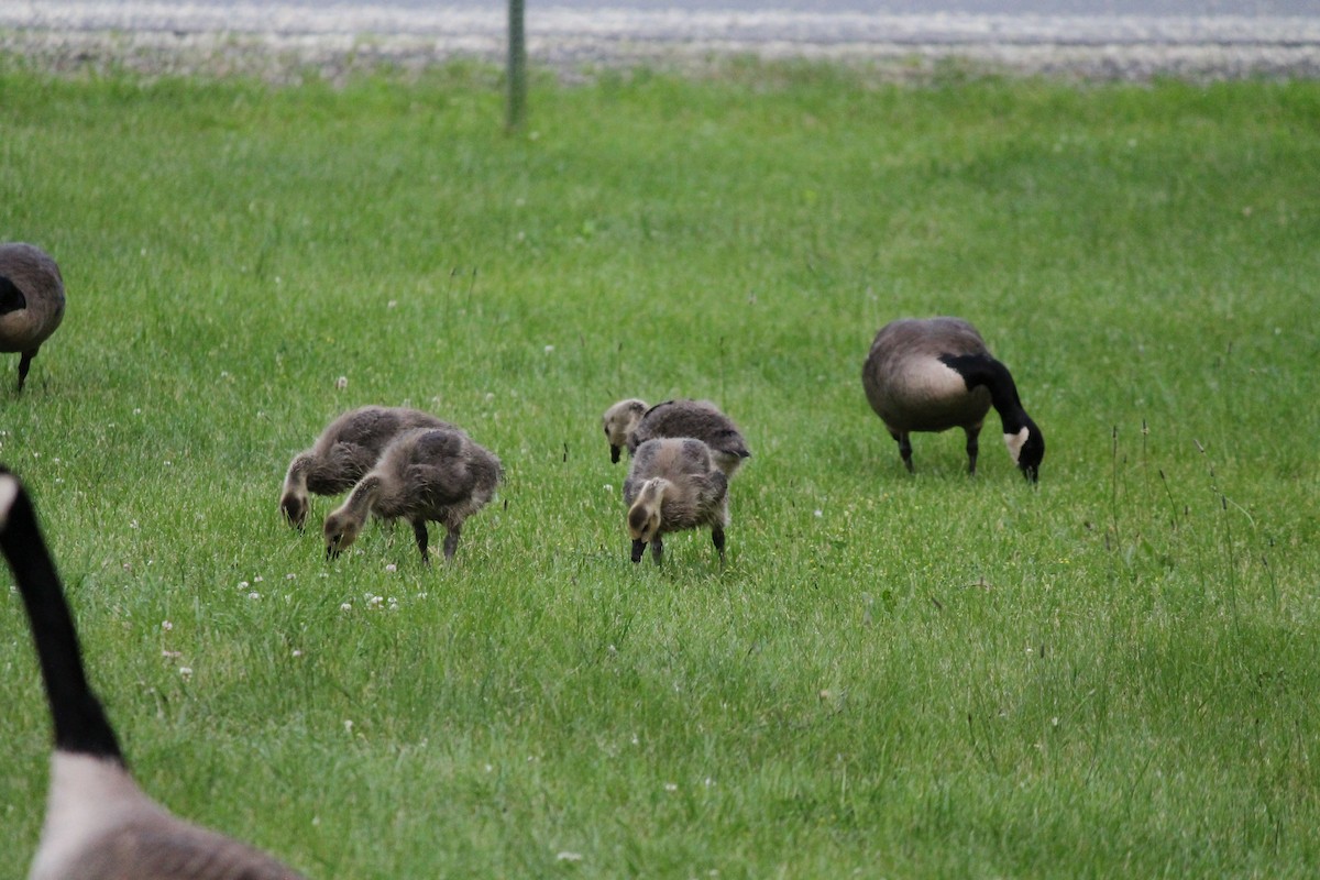 Canada Goose - ML637048269