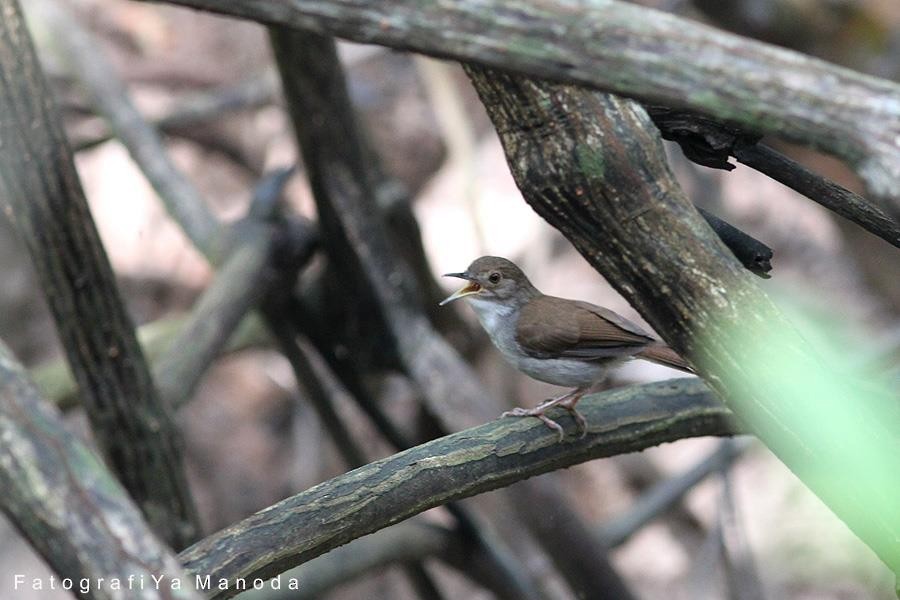 White-chested Babbler - ML637048286