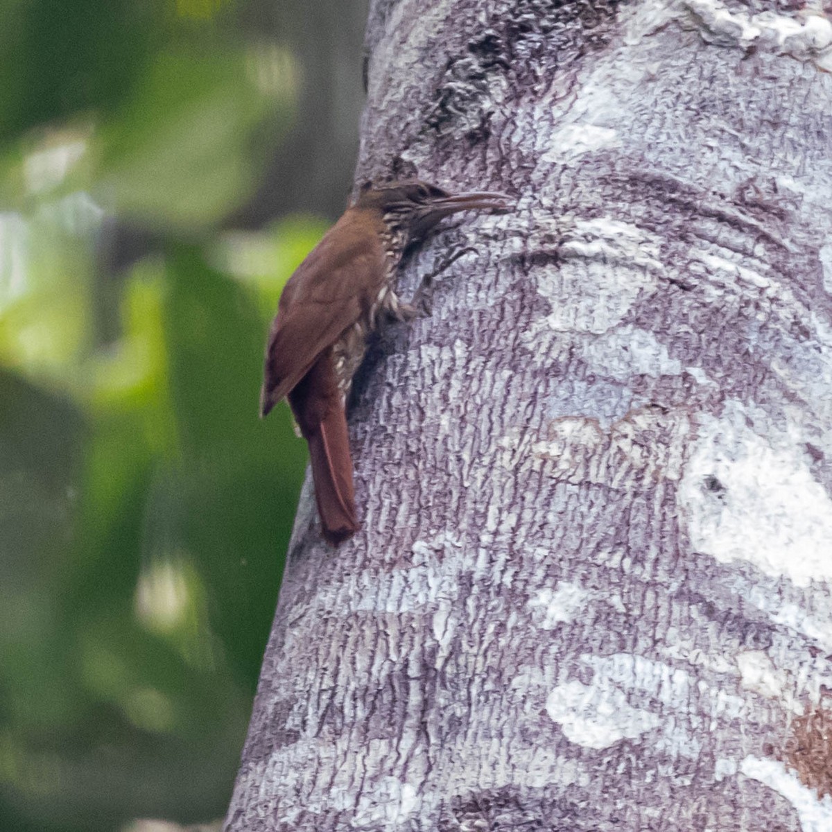 Dusky-capped Woodcreeper - ML637048307