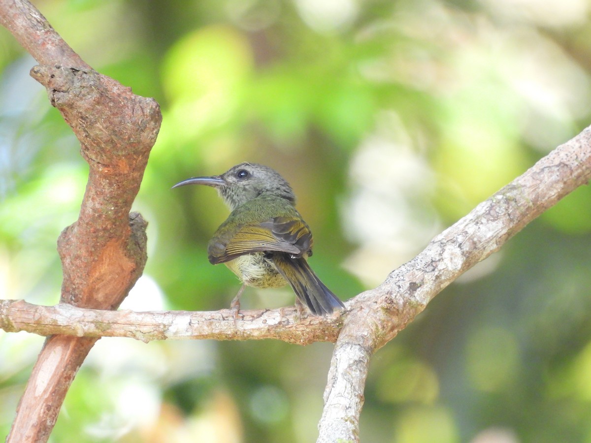 Black-throated Sunbird - ML637048312