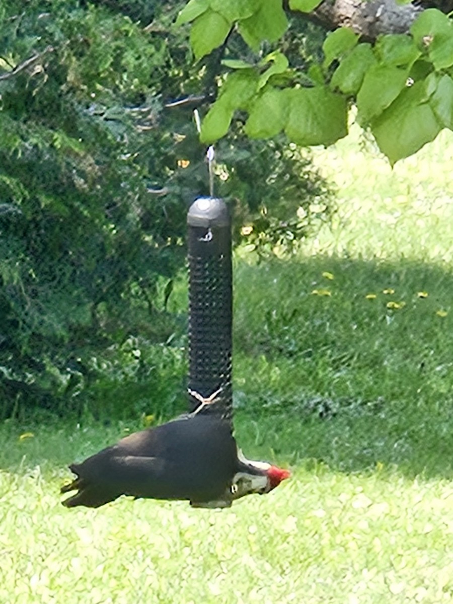 Pileated Woodpecker - ML637048313