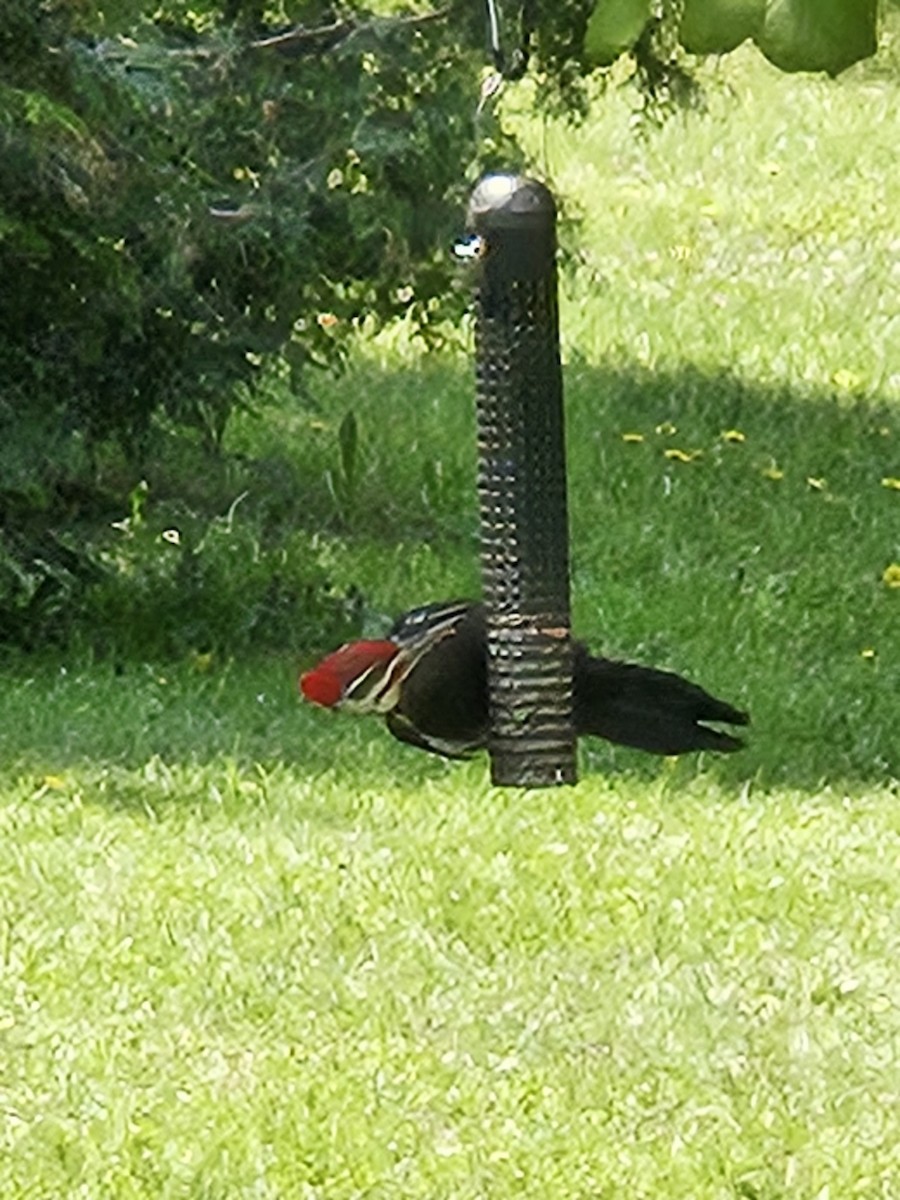 Pileated Woodpecker - ML637048314