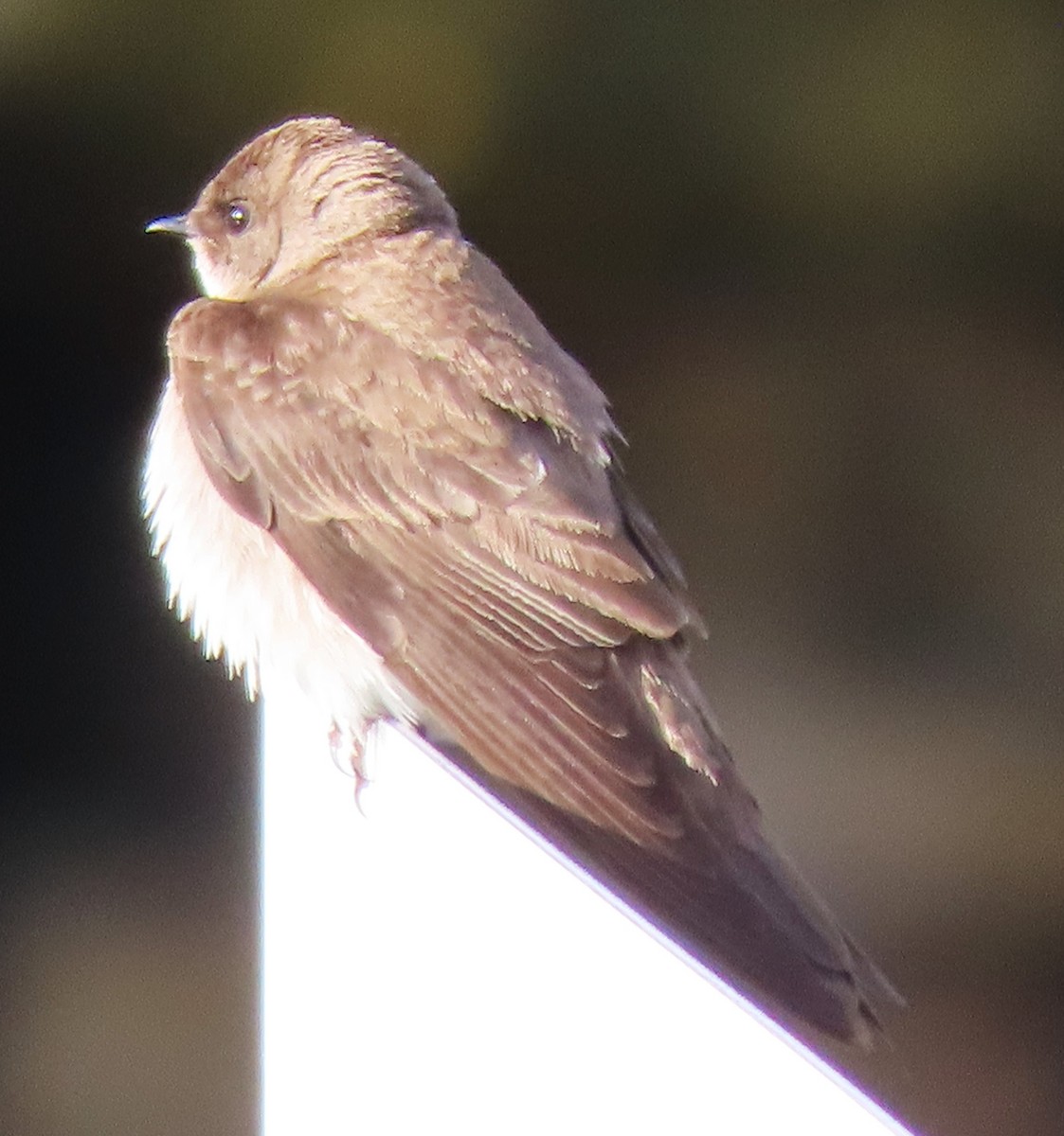 Northern Rough-winged Swallow - ML637048315
