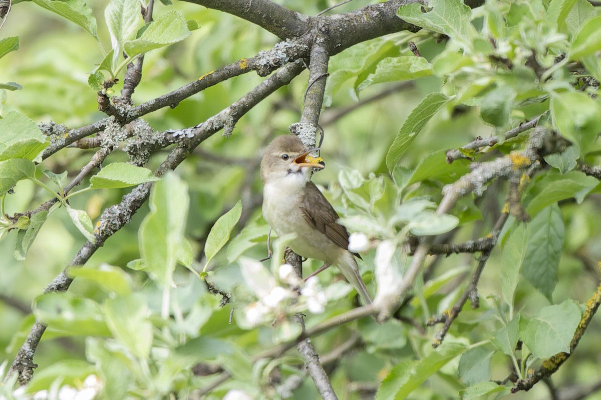 Blyth's Reed Warbler - ML637048316