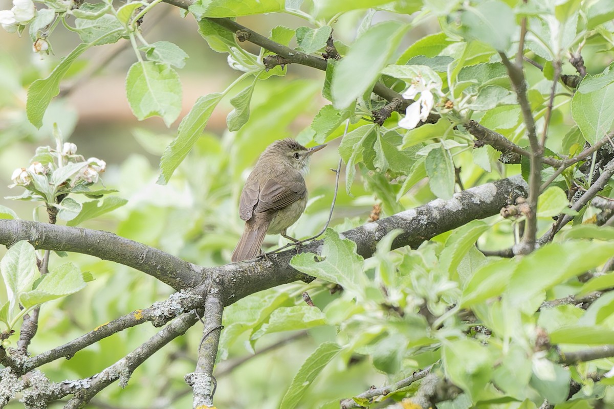 Blyth's Reed Warbler - ML637048317
