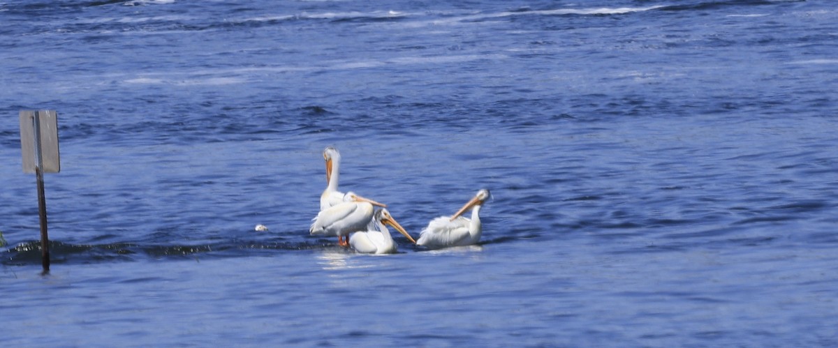 American White Pelican - ML637048318