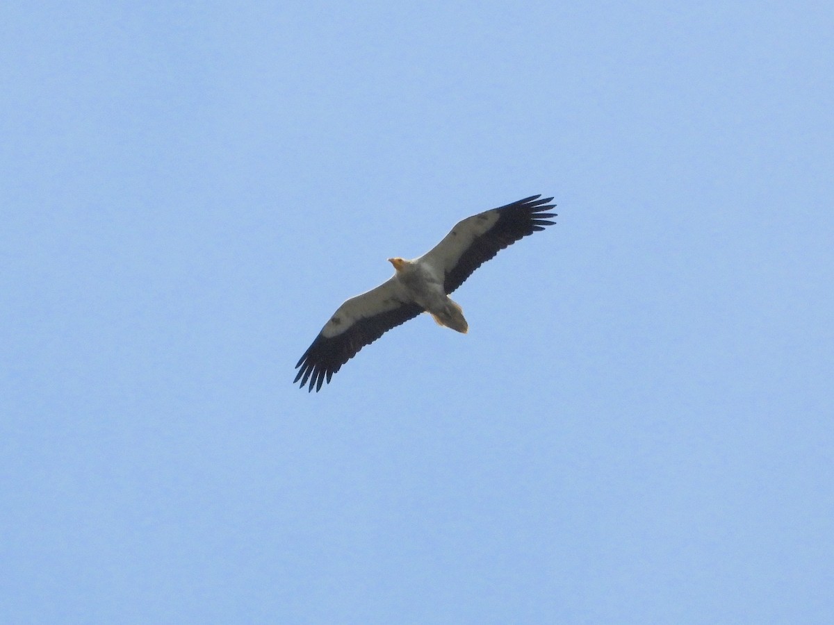Egyptian Vulture - ML637048319