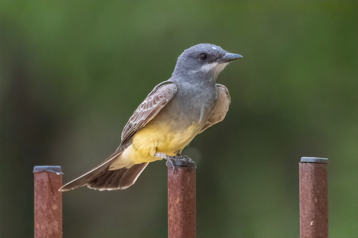Cassin's Kingbird - ML637048321
