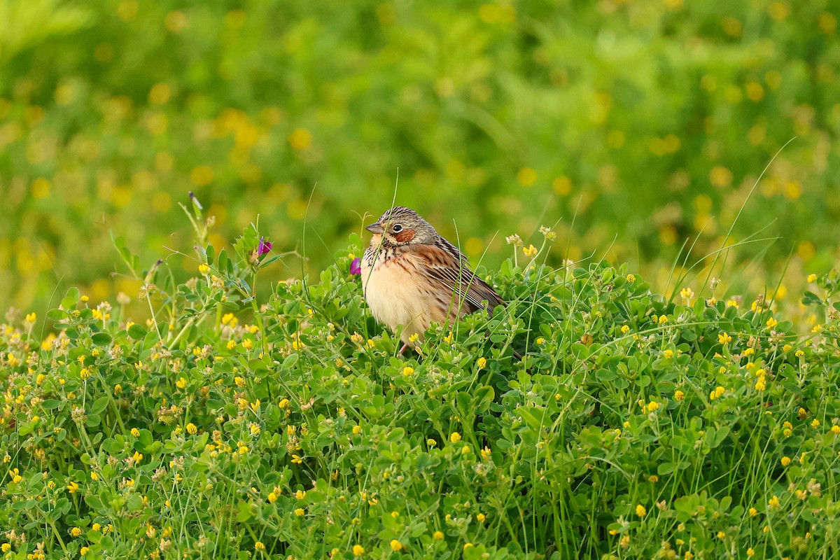 Chestnut-eared Bunting - ML637048323