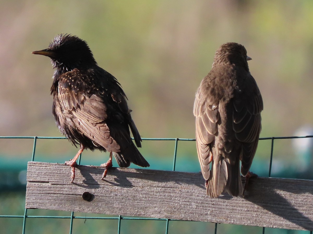 European Starling - ML637048325