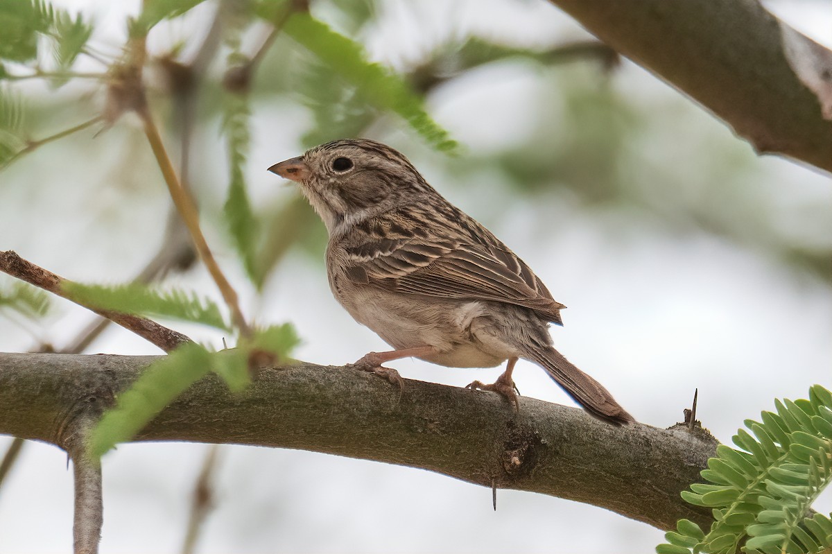 Brewer's Sparrow - ML637048326
