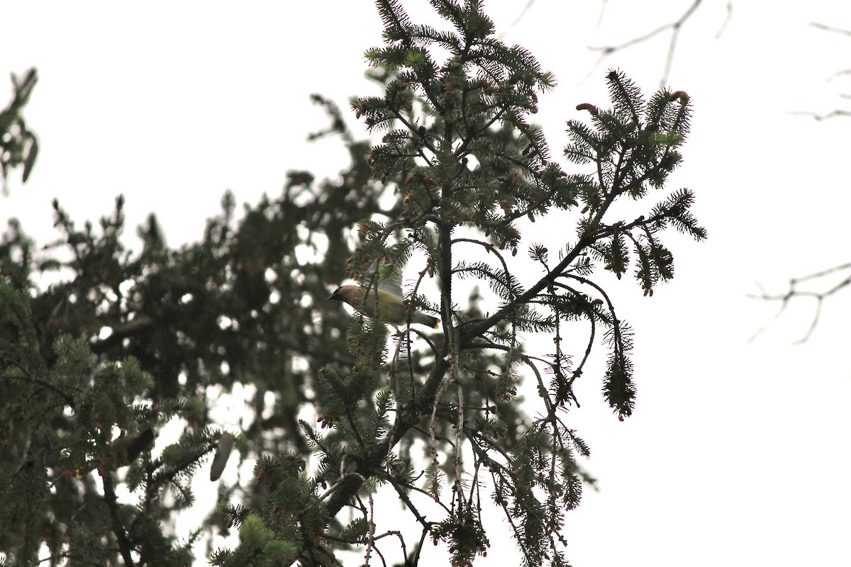 Cedar Waxwing - ML637048328