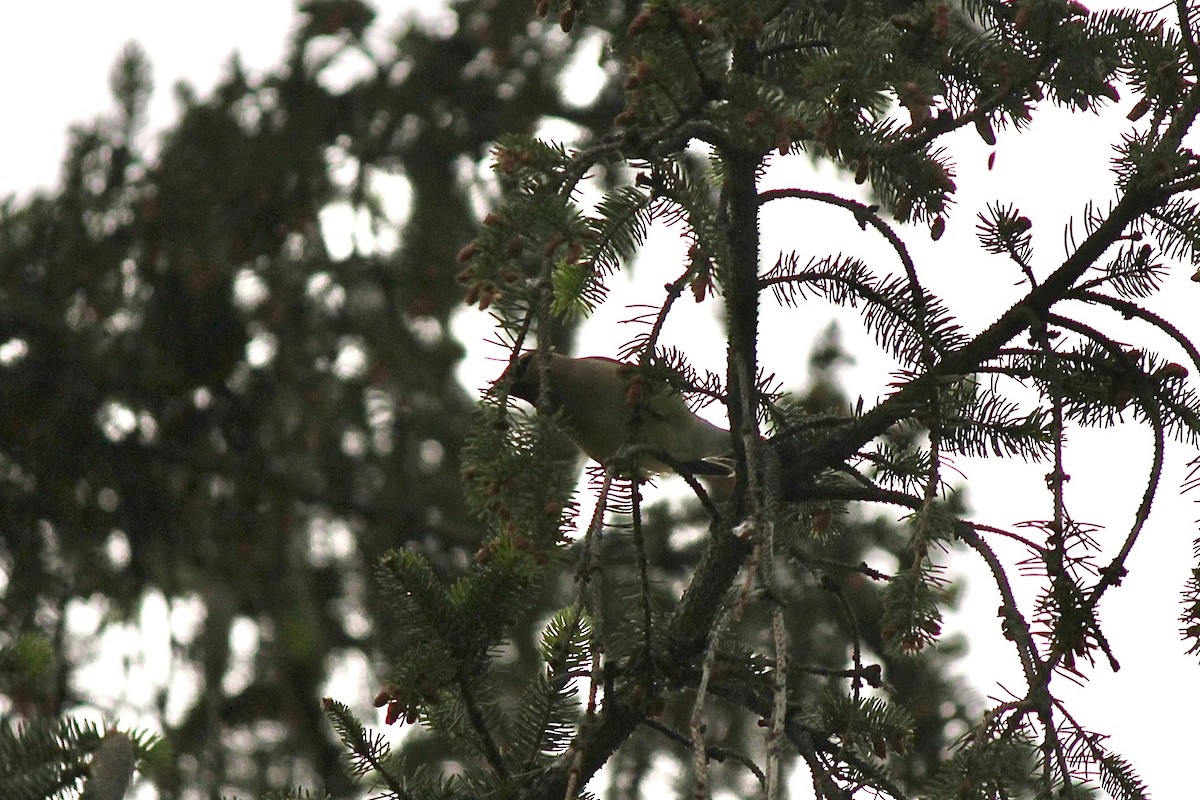 Cedar Waxwing - ML637048329